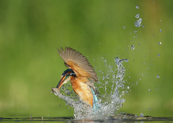 Kingfisher Alcedo atthis
