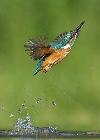 Kingfisher Alcedo atthis