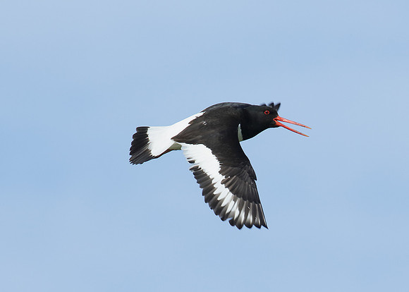 Oystercatcher Haematopus ostralegus