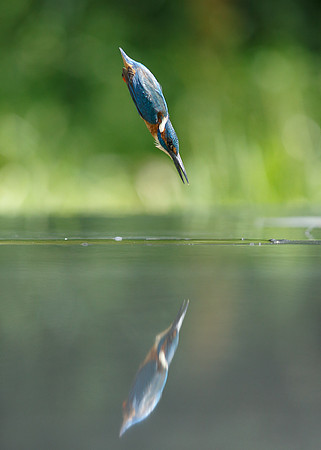 Kingfisher Alcedo atthis
