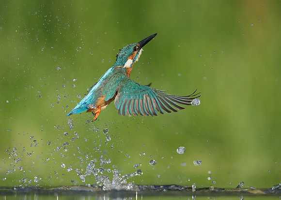 Kingfisher Alcedo atthis