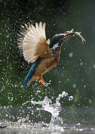 Kingfisher Alcedo atthis