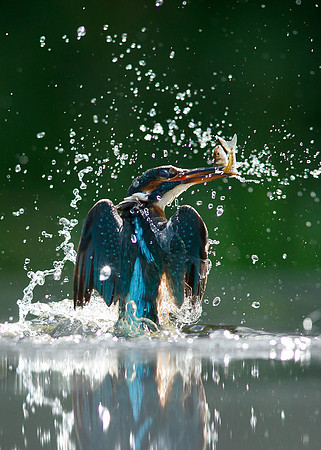 Kingfisher Alcedo atthis