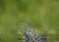Kingfisher Alcedo atthis