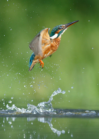 Kingfisher Alcedo atthis
