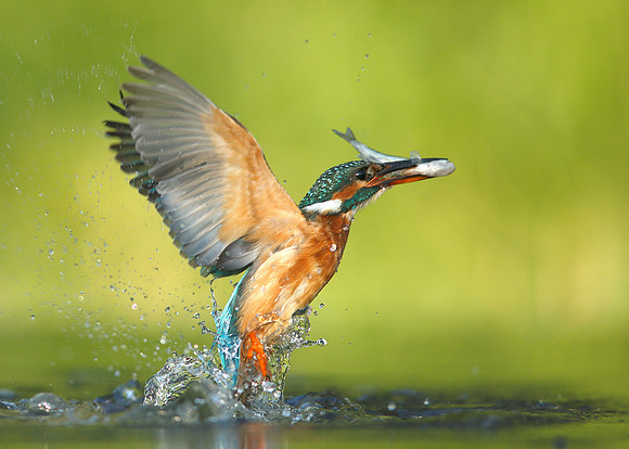 Kingfisher Alcedo atthis