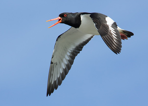 Oystercatcher Haematopus ostralegus