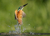 Kingfisher Alcedo atthis
