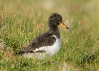 Oystercatcher Haematopus ostralegus