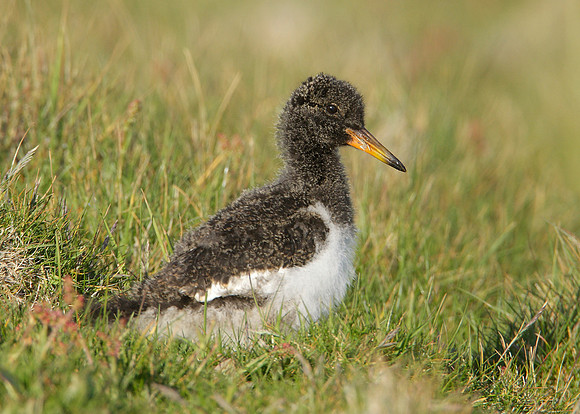 Oystercatcher Haematopus ostralegus