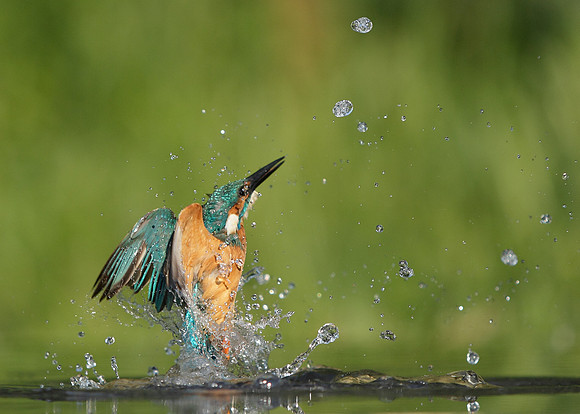 Kingfisher Alcedo atthis