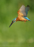 Kingfisher Alcedo atthis