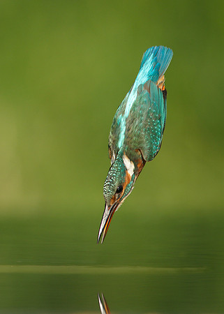Kingfisher Alcedo atthis