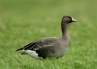 White-fronted Goose Anser albifrons