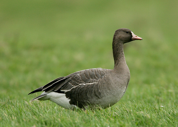 White-fronted Goose Anser albifrons