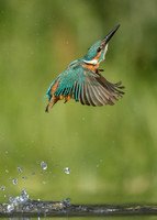 Kingfisher Alcedo atthis