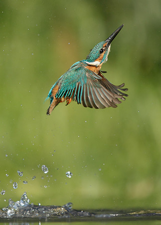 Kingfisher Alcedo atthis