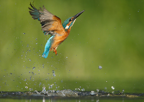 Kingfisher Alcedo atthis