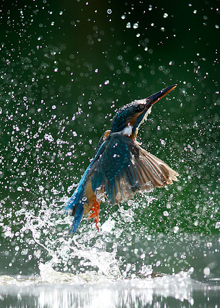 Kingfisher Alcedo atthis