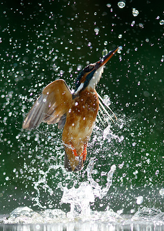 Kingfisher Alcedo atthis