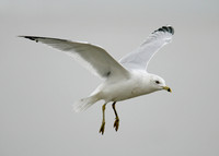 Ring-billed Gull Larus delawarensis