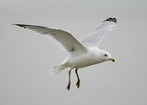 Ring-billed Gull Larus delawarensis