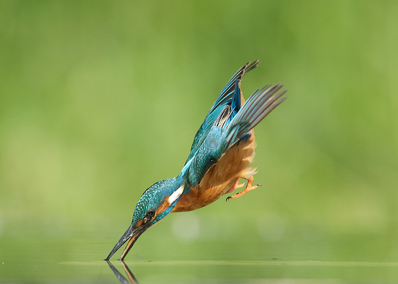 Kingfisher Alcedo atthis
