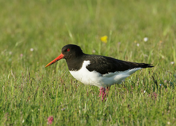 Oystercatcher Haematopus ostralegus