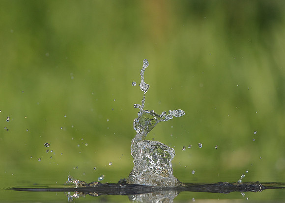 Kingfisher Alcedo atthis