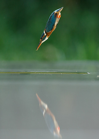 Kingfisher Alcedo atthis
