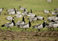 Barnacle Goose Branta leucopsis