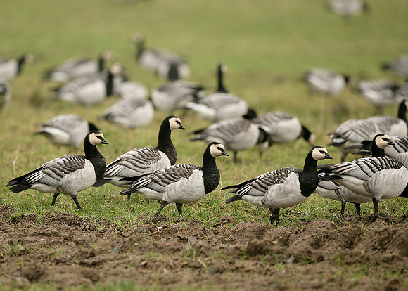 Barnacle Goose Branta leucopsis