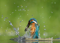 Kingfisher Alcedo atthis