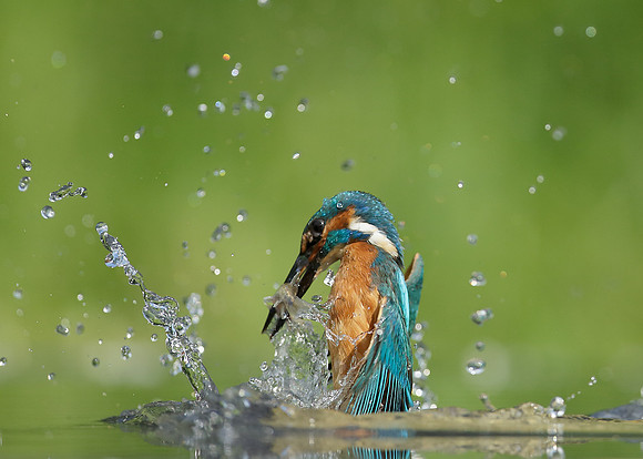 Kingfisher Alcedo atthis