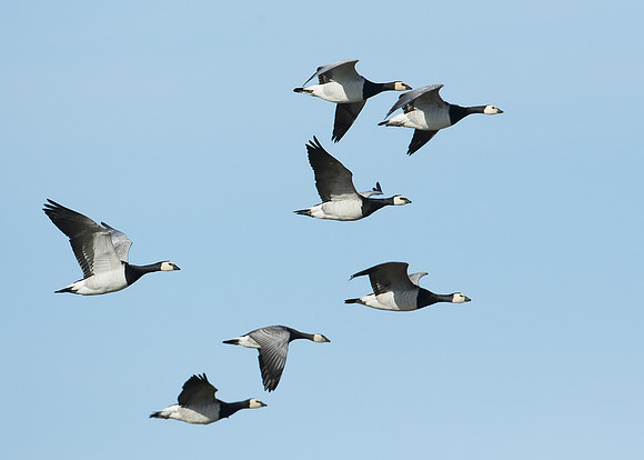 Barnacle Goose Branta leucopsis