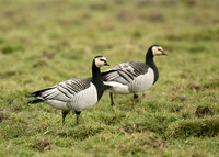 Barnacle Goose Branta leucopsis