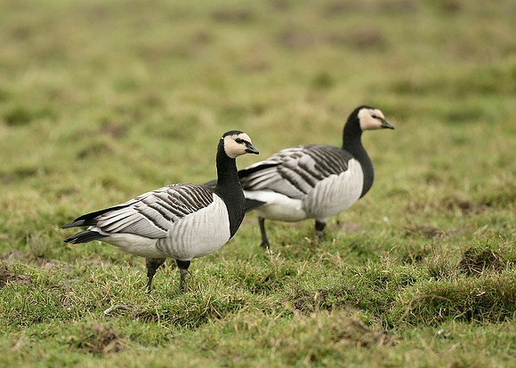 Barnacle Goose Branta leucopsis