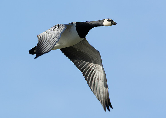 Barnacle Goose Branta leucopsis