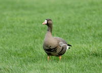 White-fronted Goose Anser albifrons
