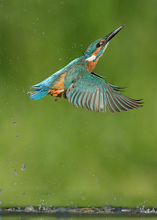Kingfisher Alcedo atthis