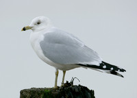 Ring-billed Gull Larus delawarensis
