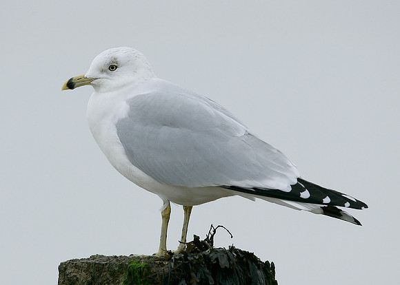 Ring-billed Gull Larus delawarensis