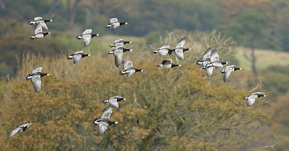 Barnacle Goose Branta leucopsis
