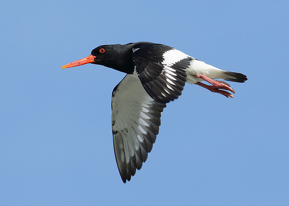 Oystercatcher Haematopus ostralegus