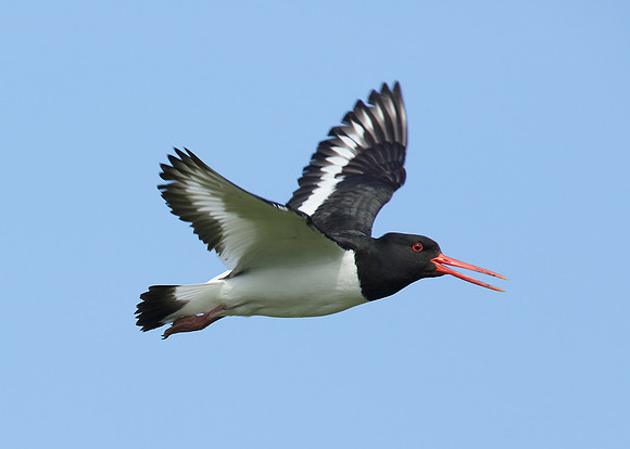 Oystercatcher Haematopus ostralegus
