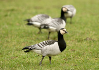 Barnacle Goose Branta leucopsis