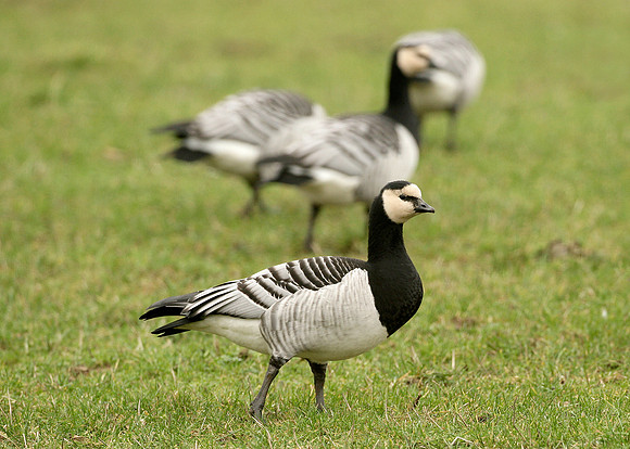 Barnacle Goose Branta leucopsis