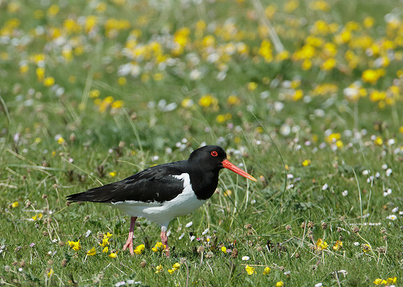 Oystercatcher Haematopus ostralegus