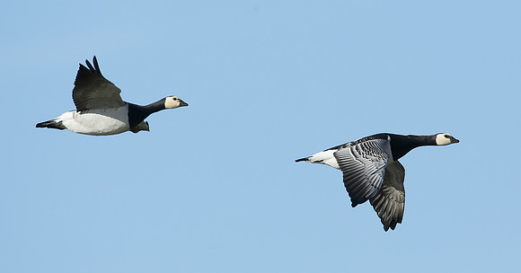 Barnacle Goose Branta leucopsis