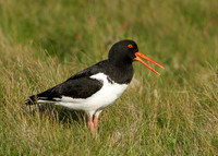 Oystercatcher Haematopus ostralegus
